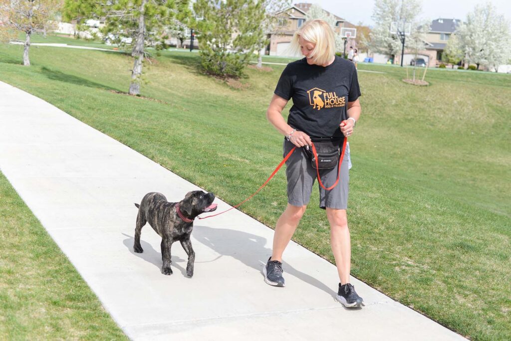 Dog Walking Tips from Experienced Dog Trainer